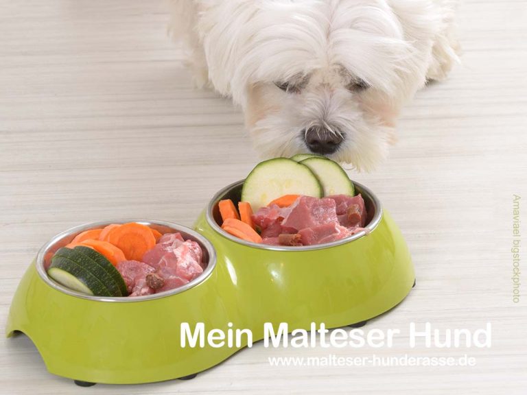 Malteser Hund Ernährung und gesundes Futter Malteser Hunde