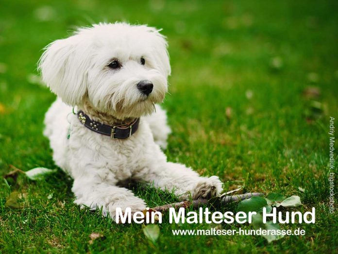 Malteser Hunderasse Rasseportrait - Charakter Und Haltung | Malteser Hunde