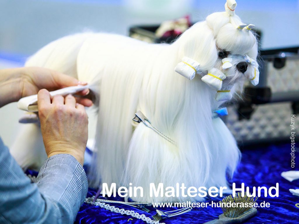 Fellpflege der Malteser Hunde Haarschnitt und Haarpflege Malteser Hunde