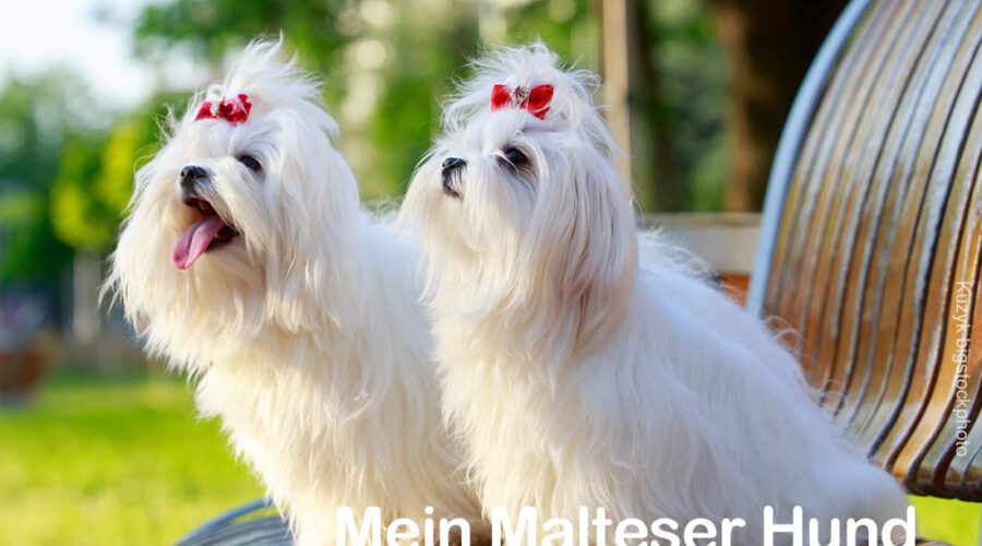 Malteser Hunde  Die Seite zum Malteser Hunderasse