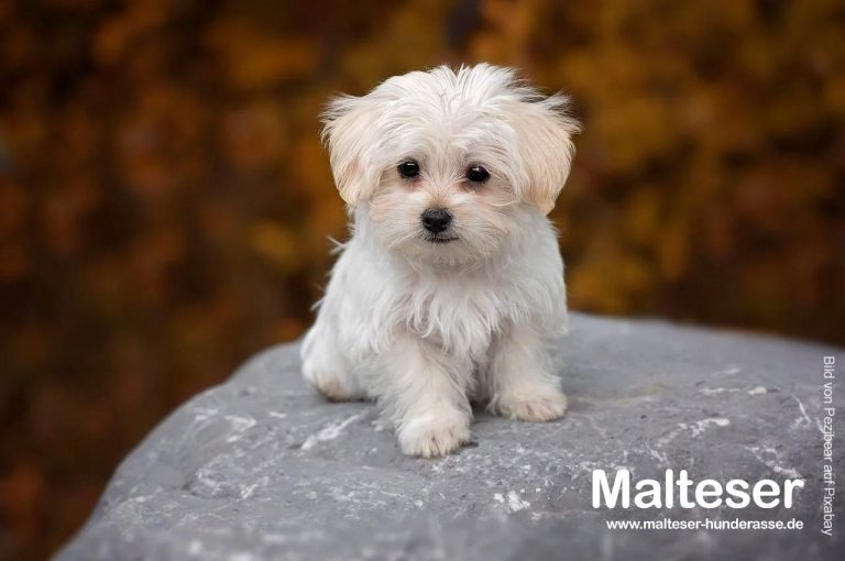 Wie groß wird ein Malteser Hund? Malteser Hunde